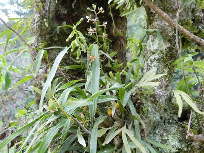 Prosthechea ochracea