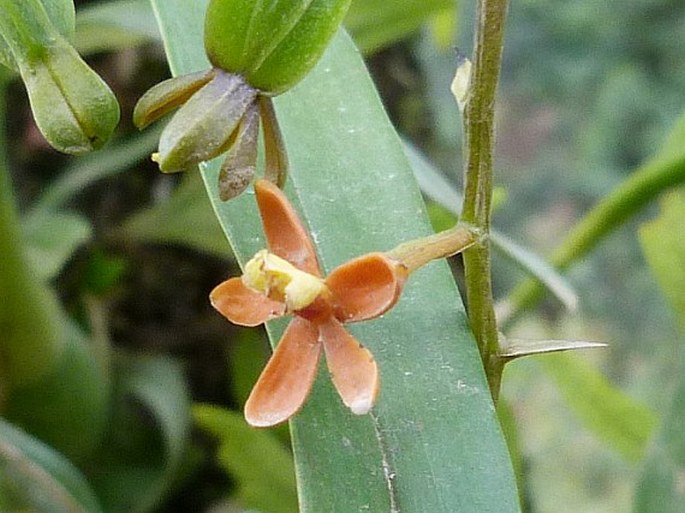 Prosthechea ochracea