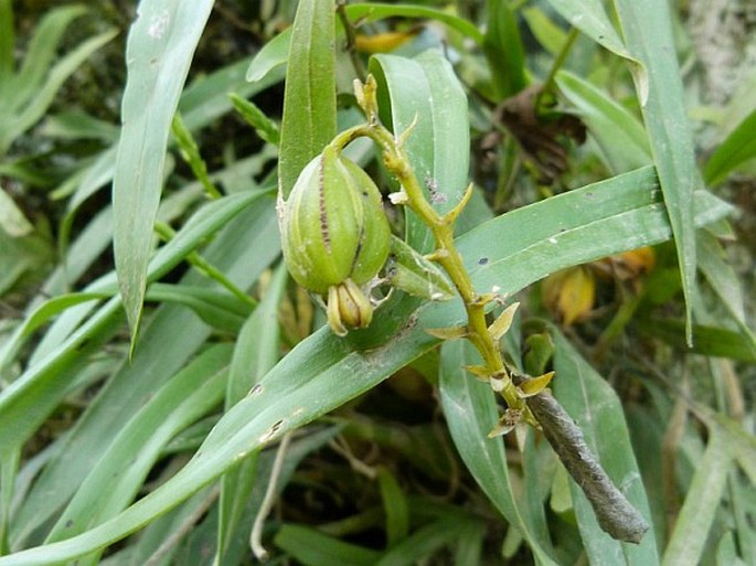 Prosthechea ochracea