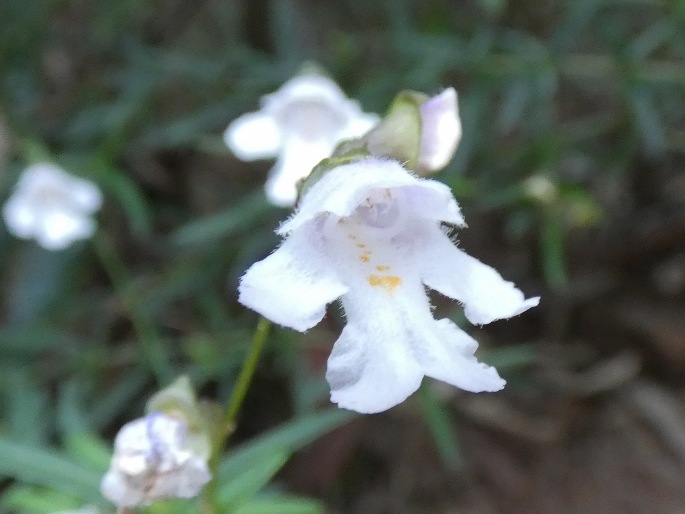 Prostanthera linearis