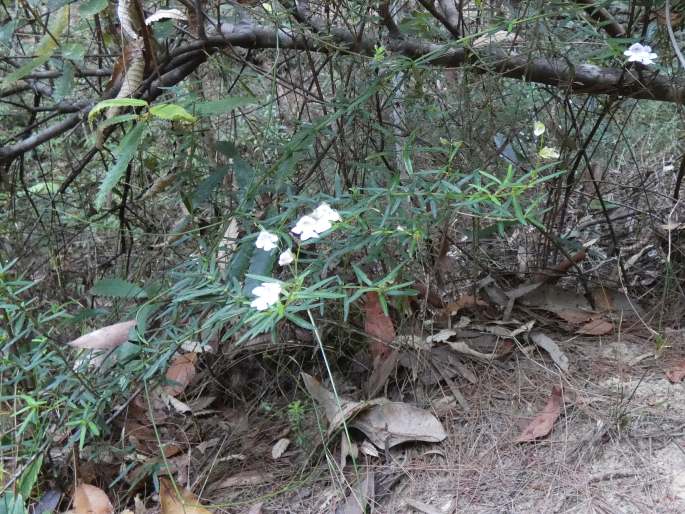 Prostanthera linearis