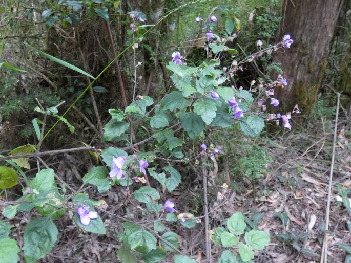 Prostanthera melissifolia