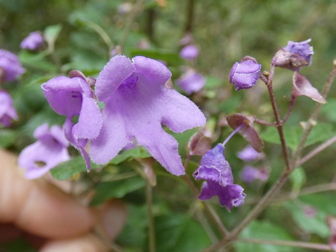 Prostanthera melissifolia