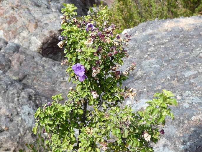 Prostanthera rotundifolia