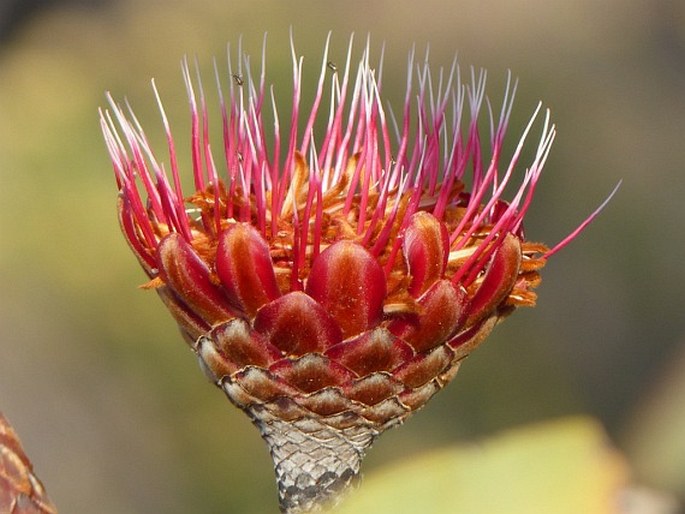 Protea laetans