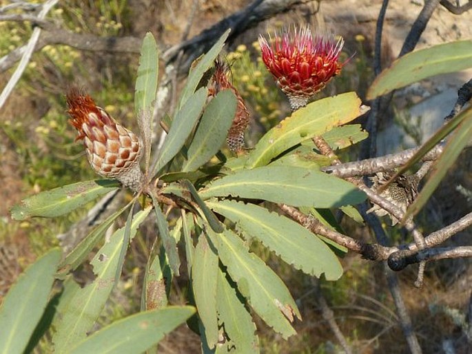 Protea laetans