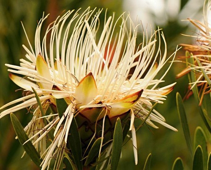 Protea lanceolata