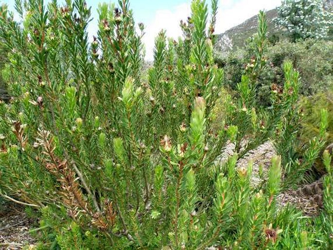 Protea lanceolata