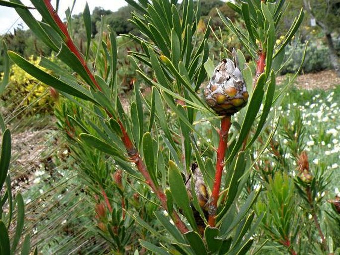 Protea lanceolata