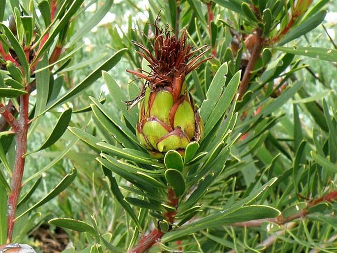 Protea lanceolata