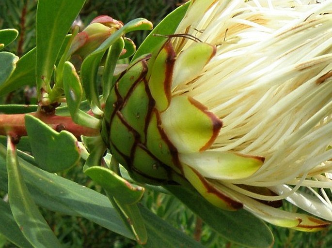 Protea lanceolata