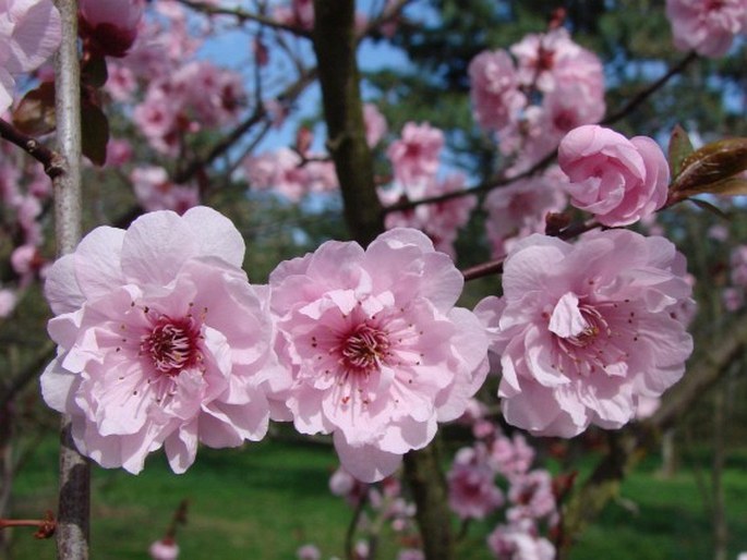 PRUNUS ×BLIREIANA Andre - myrobalán