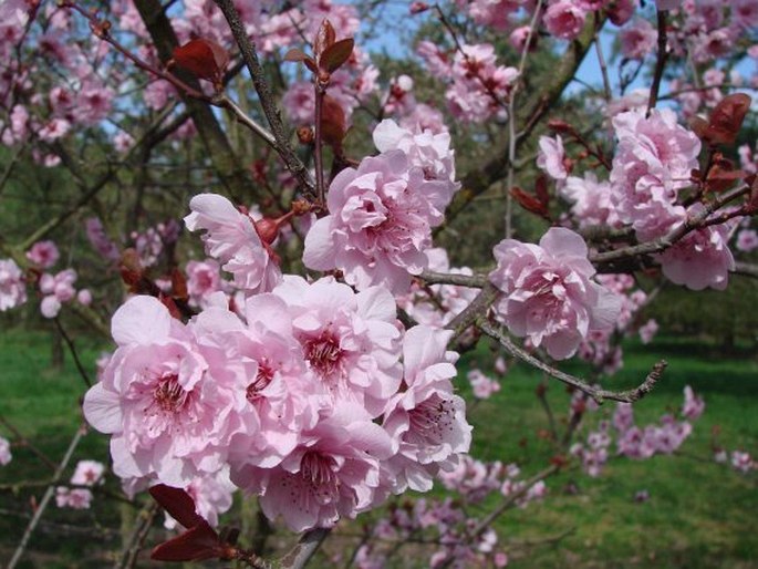 Prunus × blireiana