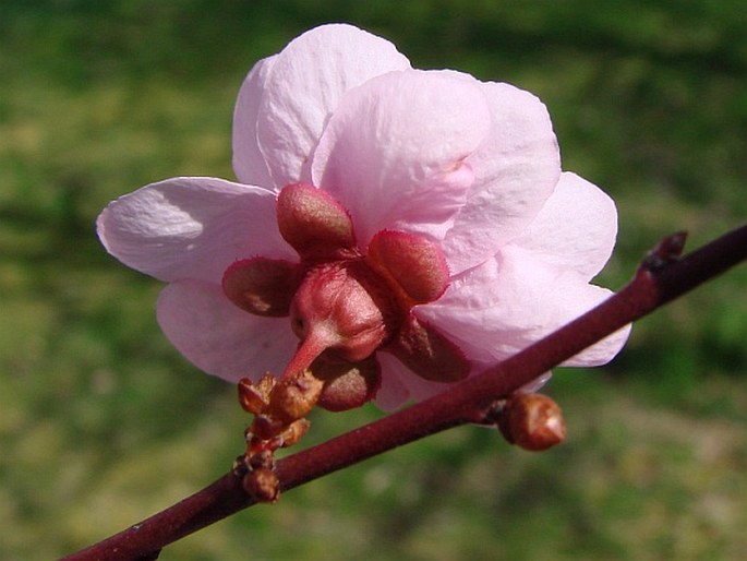 Prunus × blireiana