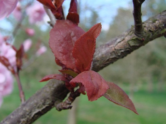 Prunus × blireiana