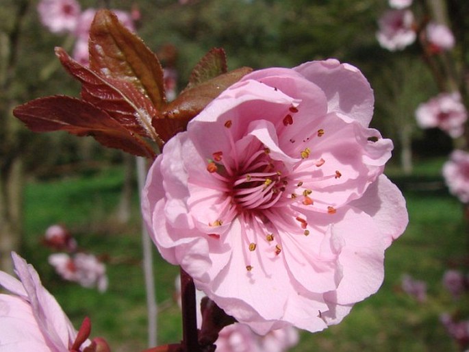 Prunus × blireiana