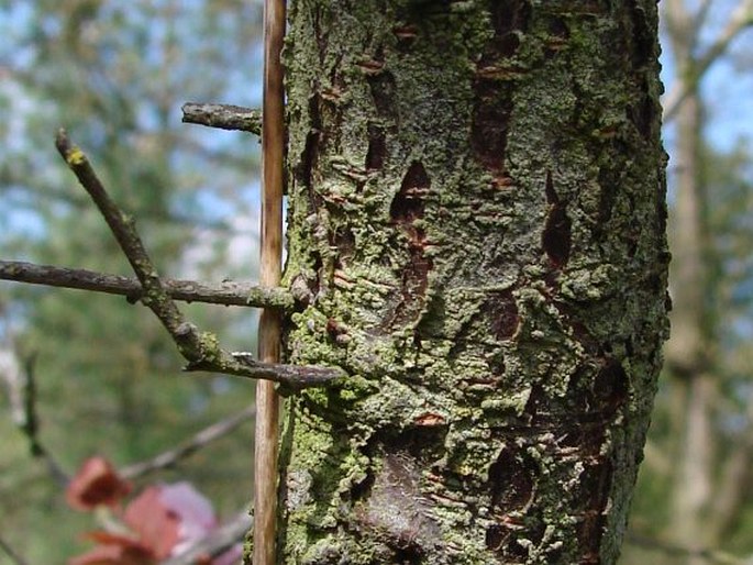 Prunus × blireiana