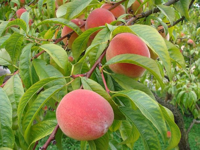 PRUNUS PERSICA (L.) Batsch - broskvoň obecná / broskyňa obyčajná