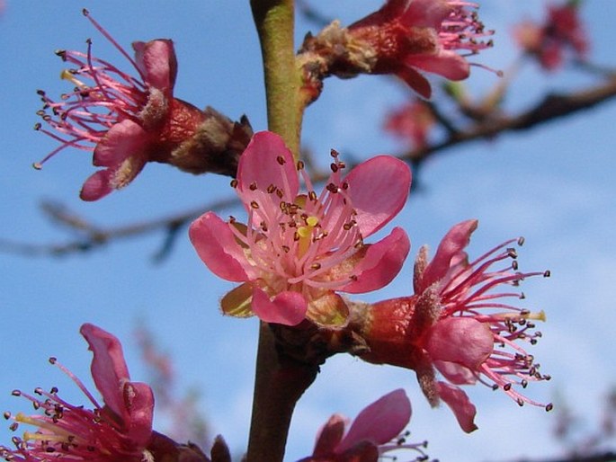 Prunus persica