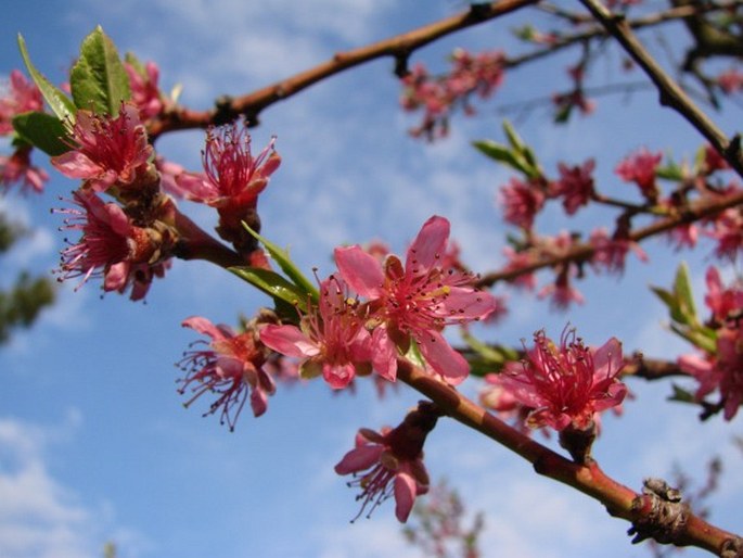 Prunus persica