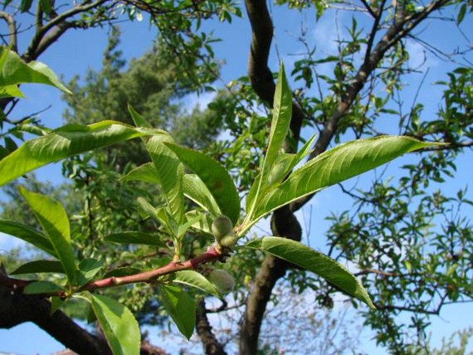 Prunus persica