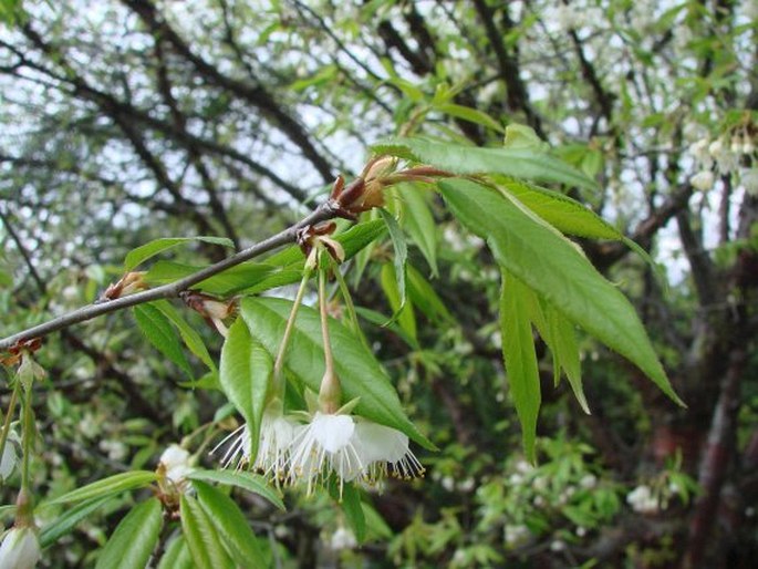 Prunus serrula