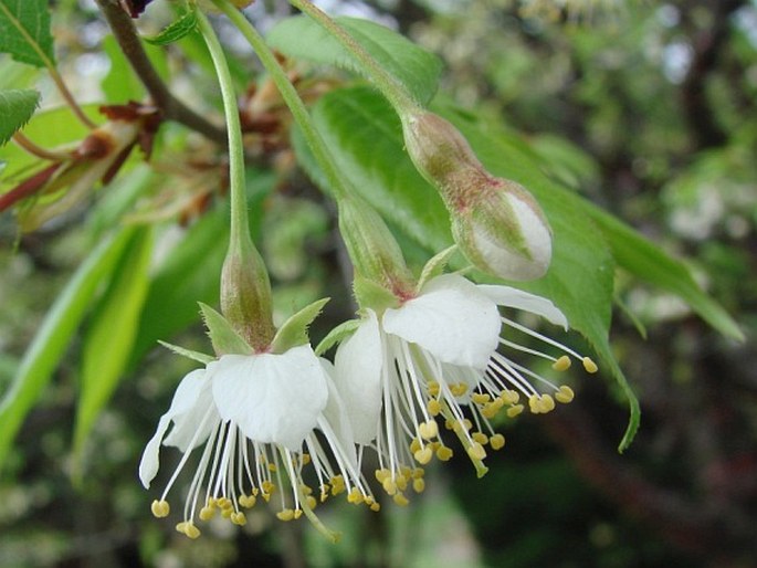 Prunus serrula