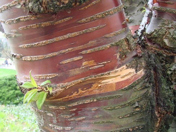 Prunus serrula