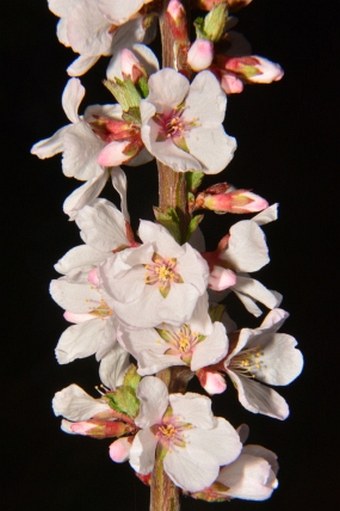 Prunus tomentosa