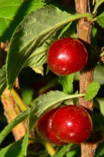 Prunus tomentosa