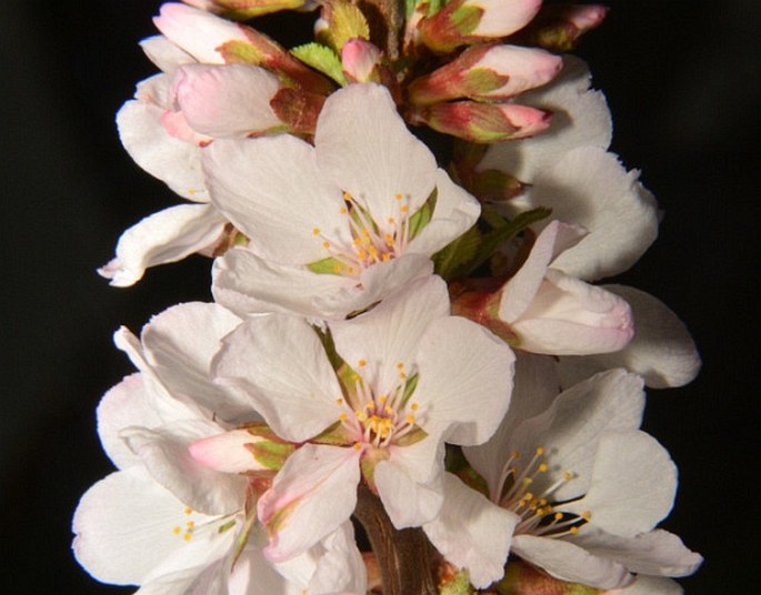 PRUNUS TOMENTOSA Thunb. – višeň plstnatá