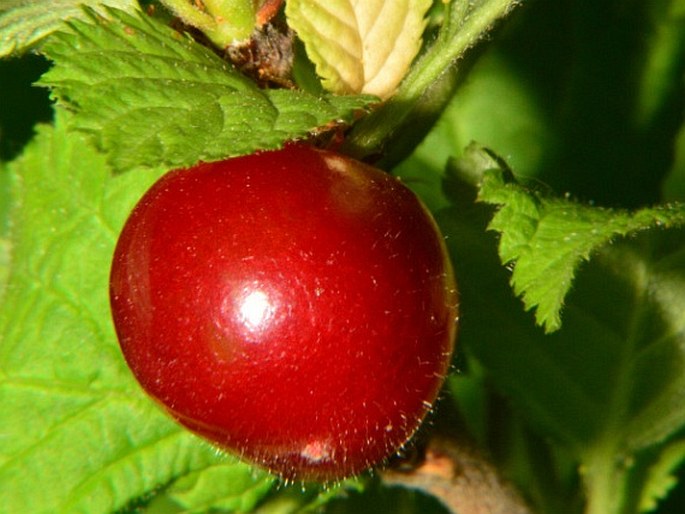 Prunus tomentosa