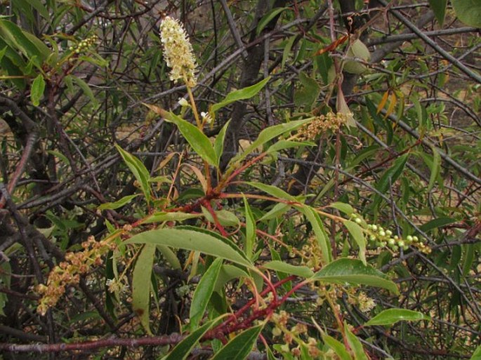 Prunus serotina subsp. capuli