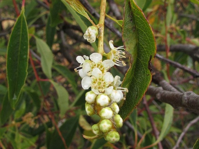 Prunus serotina subsp. capuli