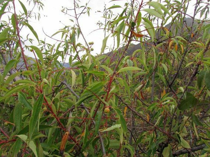 Prunus serotina subsp. capuli