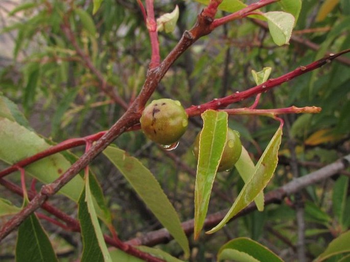 Prunus serotina subsp. capuli