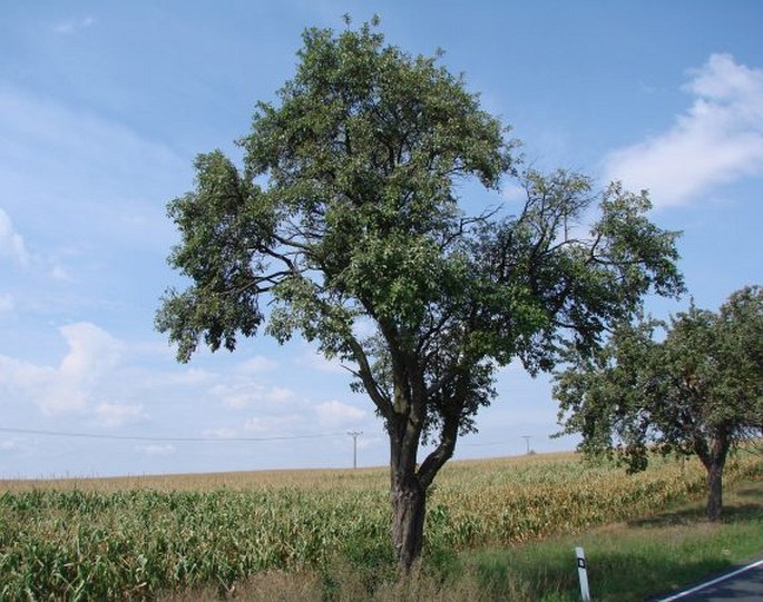 PRUNUS DOMESTICA L. – slivoň švestka / slivka domáca