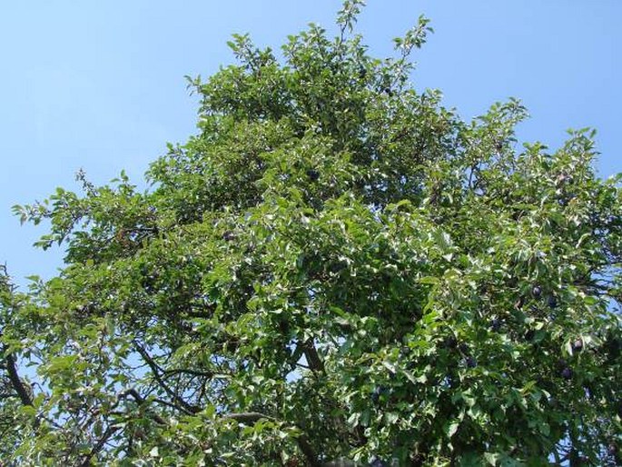 Prunus domestica