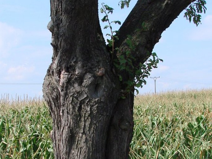 Prunus domestica