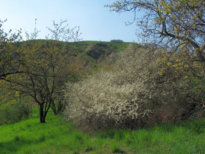 Prunus spinosa