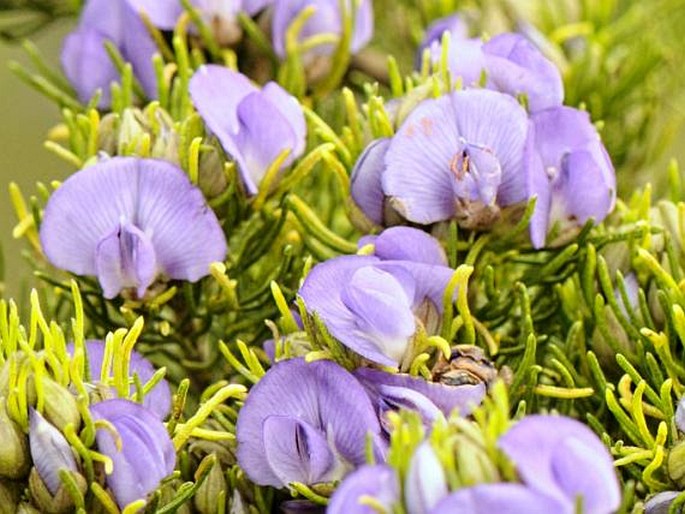 Psoralea speciosa