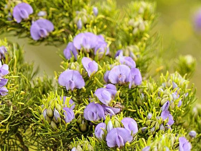 PSORALEA SPECIOSA Eckl. et Zeyh.