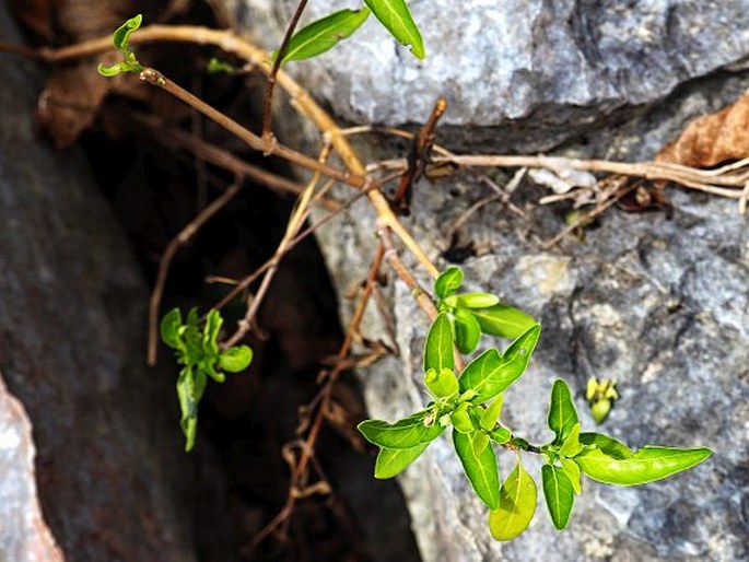 Pseuderanthemum bicolor