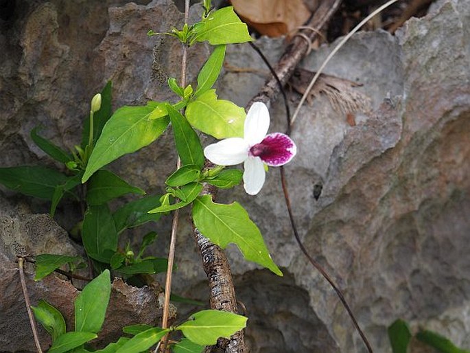 Pseuderanthemum bicolor