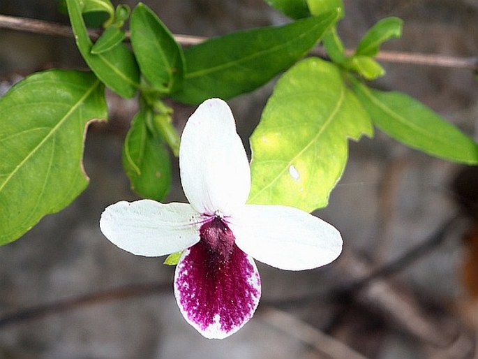 Pseuderanthemum bicolor