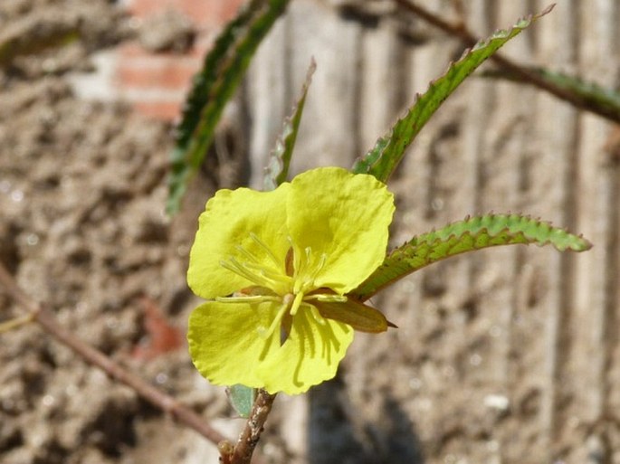 PSEUDOCORCHORUS GREVEANUS (Baill.) Capuron