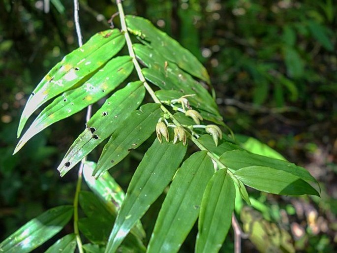 Pseuderia micronesiaca