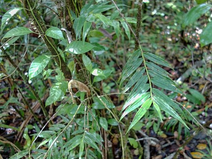 Pseuderia micronesiaca