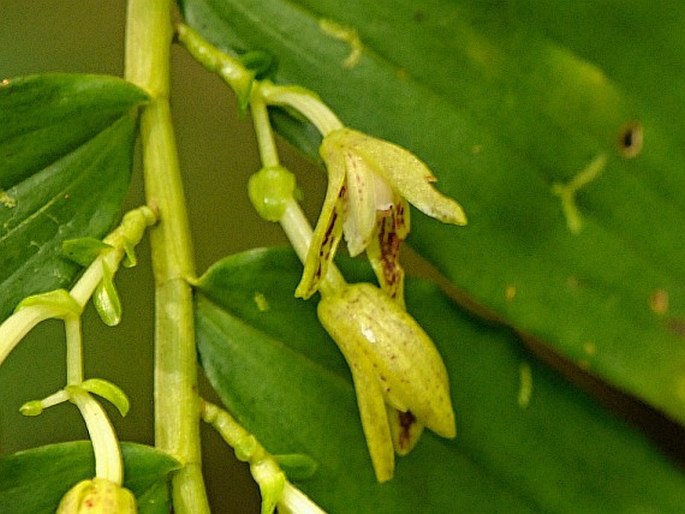 Pseuderia micronesiaca