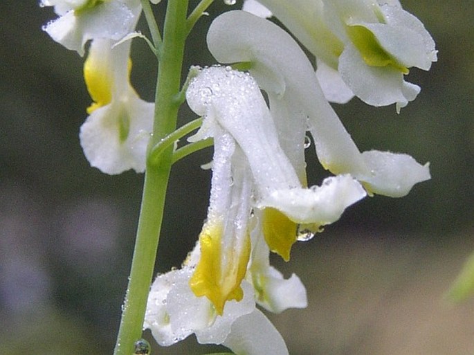 Pseudofumaria alba